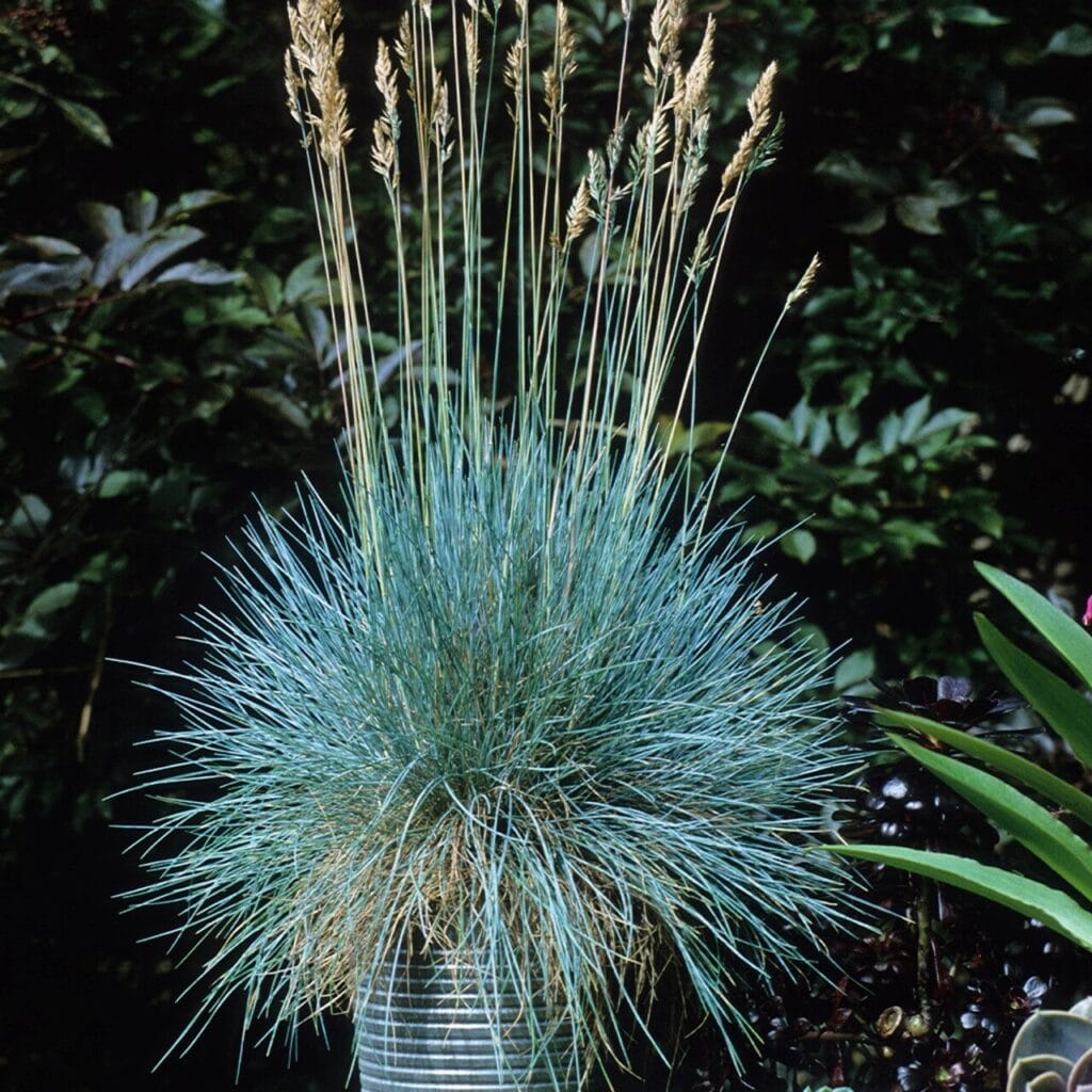 Kék szénafű – FESTUCA GLAUCA