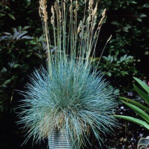 Kék szénafű – FESTUCA GLAUCA