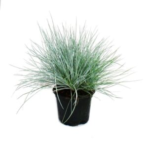 Kék szénafű – FESTUCA GLAUCA