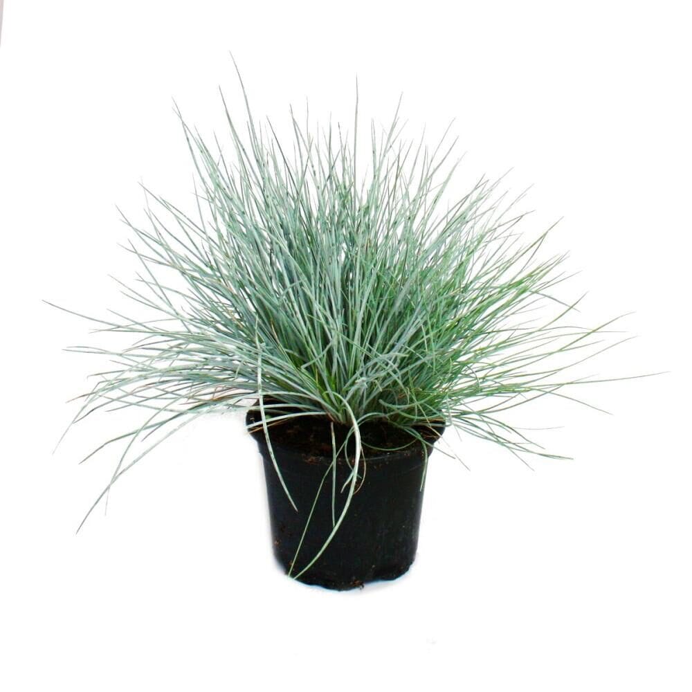 Kék szénafű – FESTUCA GLAUCA