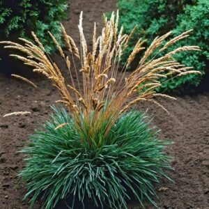 Kék fű – KOELERIA GLAUCA