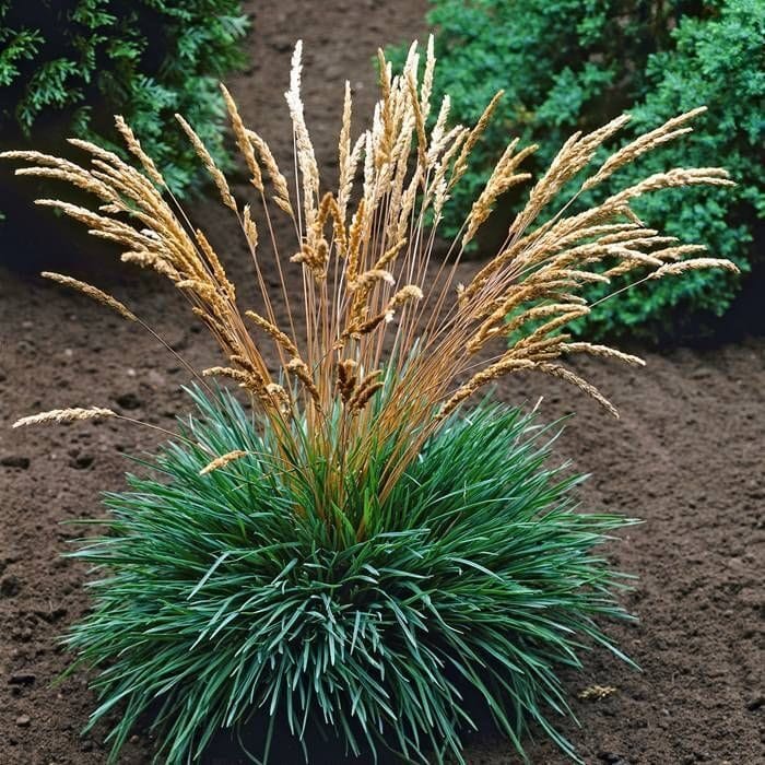 Kék fű – KOELERIA GLAUCA