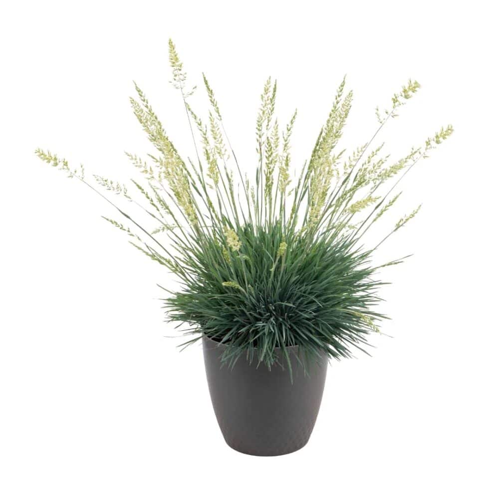 Kék fű – KOELERIA GLAUCA