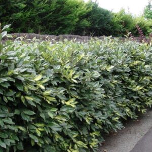 Tarka levelű ezüstfa (Elaeagnus pungens ‘Maculata’)