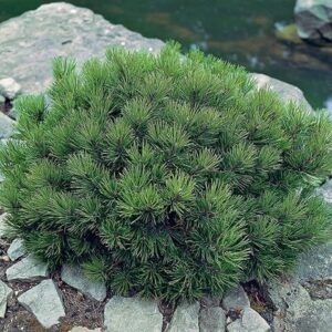 Törpefenyő (pinus mugo var. pumilio)