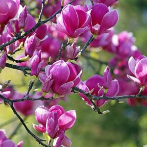 Liliomfa (Magnolia ‘Black Tulip’)