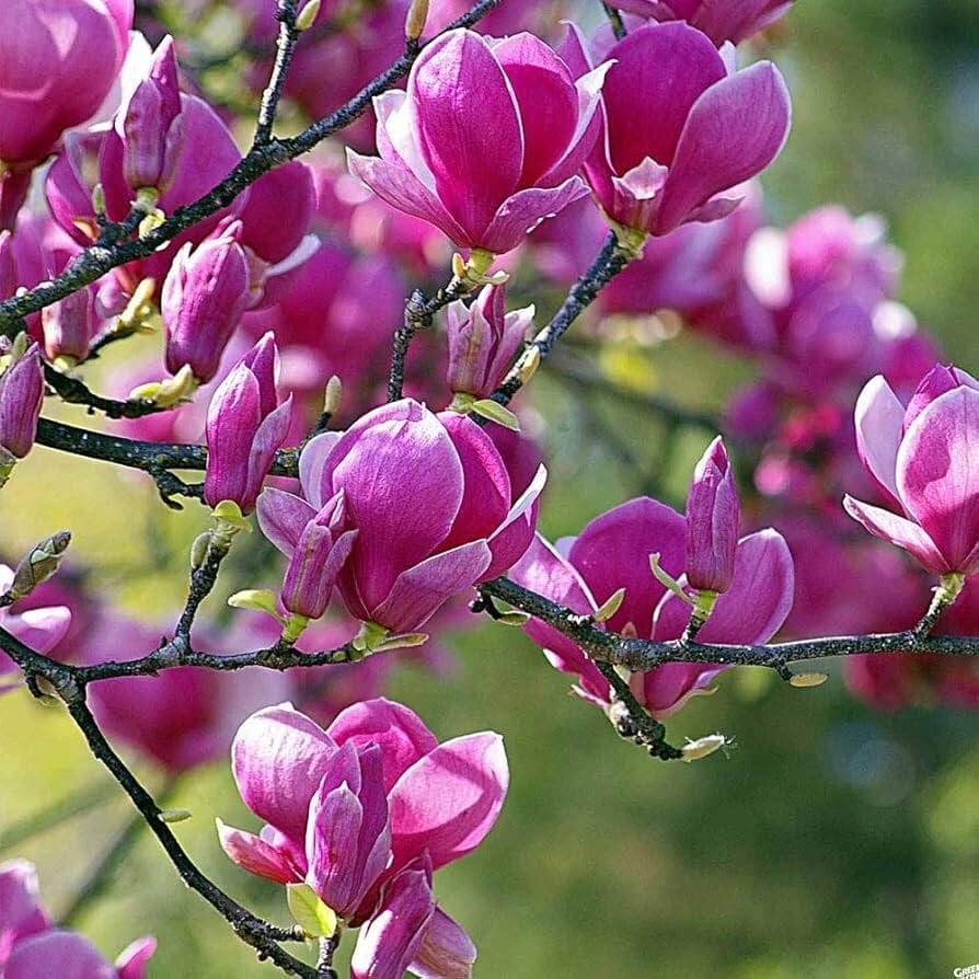 Liliomfa (Magnolia ‘Black Tulip’)