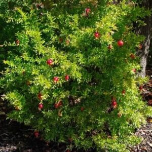 Gránátalma bokor (Punica granatum)