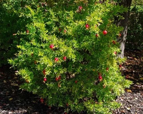 Gránátalma bokor (Punica granatum)