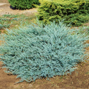 Szürke boróka (juniperus virginiana ‘grey owl’)
