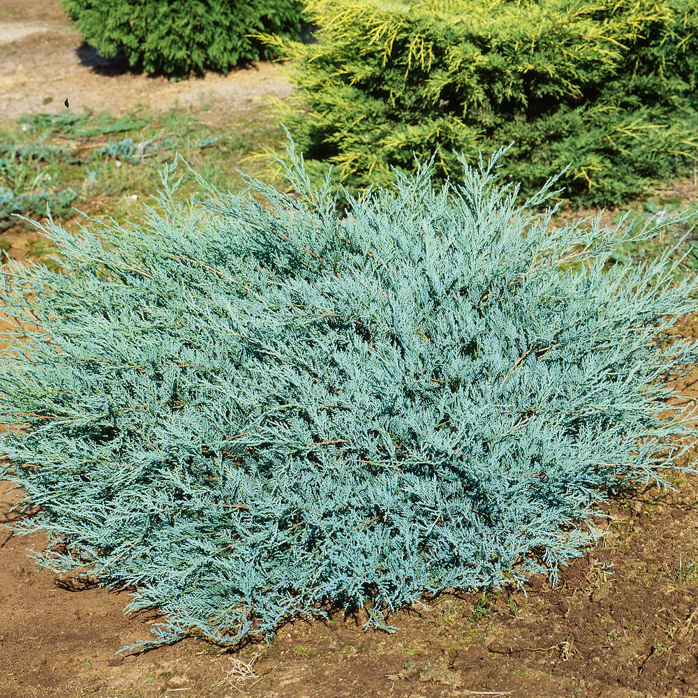Szürke boróka (juniperus virginiana ‘grey owl’)