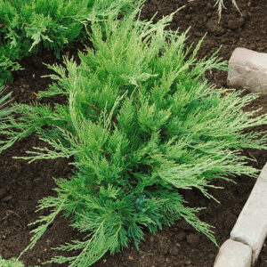 Zöld terülő boróka (juniperus × media ‘mint julep’)