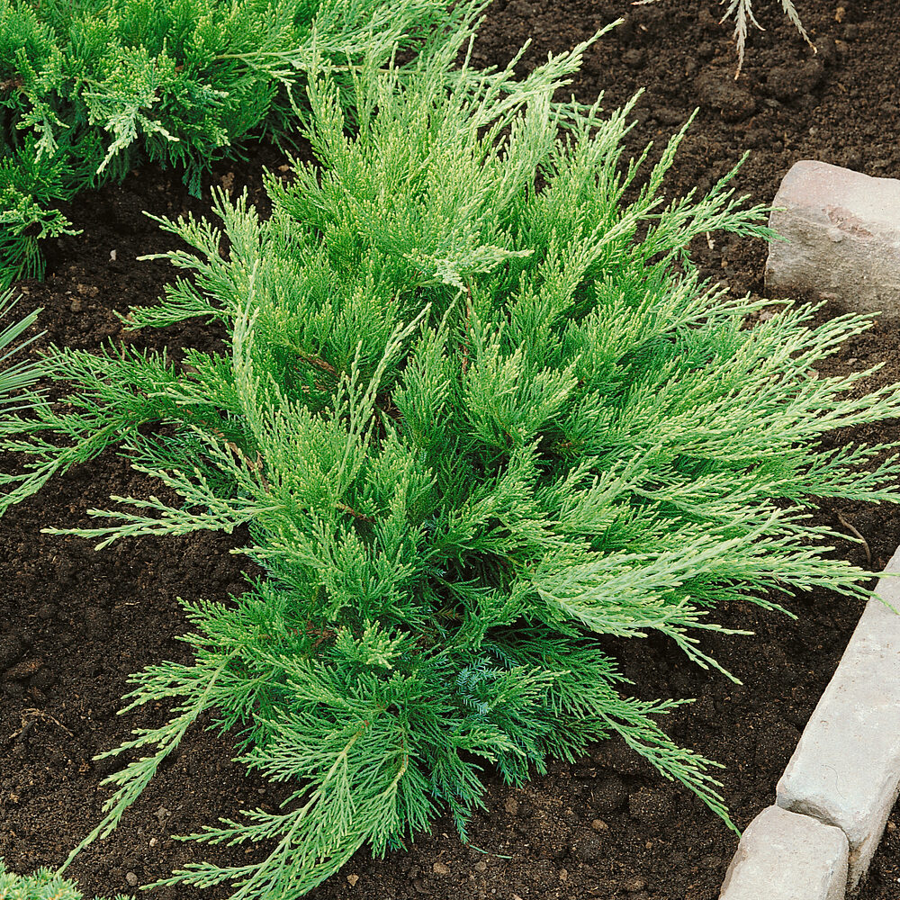 Zöld terülő boróka (juniperus × media ‘mint julep’)