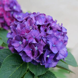 Kerti hortenzia (Hydrangea macrophylla – lila)