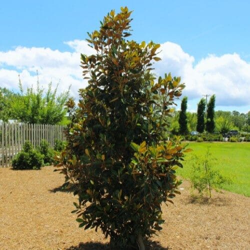 Örökzöld liliomfa (Magnolia grandiflora ‘Little Gem’)