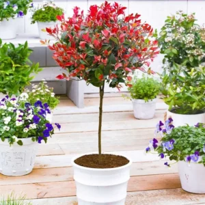 Korallberkenye fa (Photinia serrulata ‘Red Robin’)