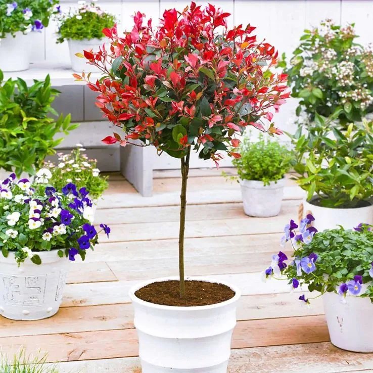 Korallberkenye fa (Photinia serrulata ‘Red Robin’)