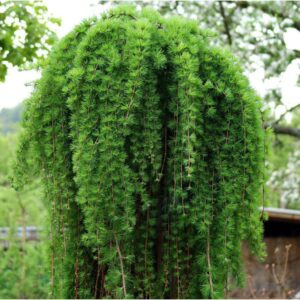 Csüngő japán vörösfenyő – LARIX KAEMPFERI ‘STIFF WEEPER’