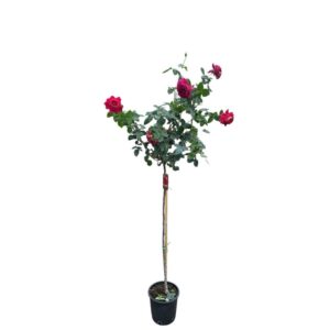 Magastörzsű rózsa (Rosa ‘Kronenburg’)