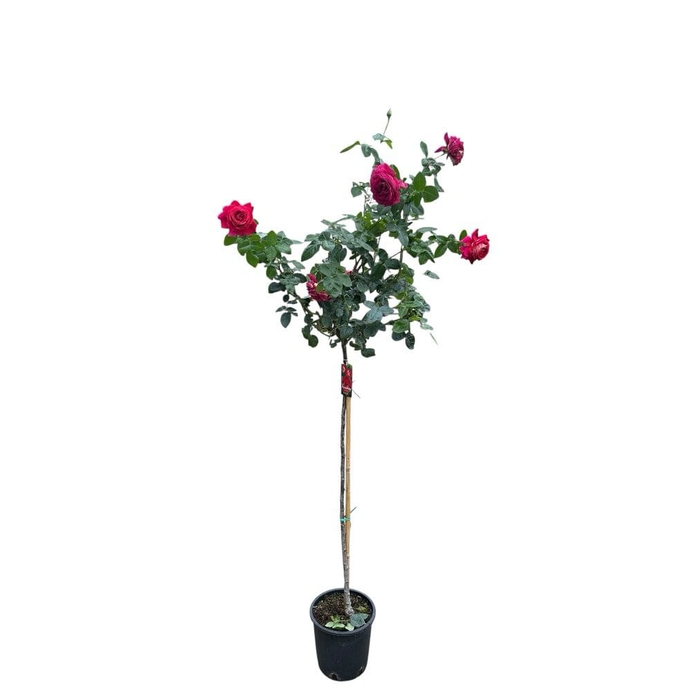 Magastörzsű rózsa (Rosa ‘Kronenburg’)
