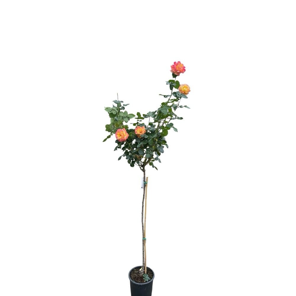 Magastörzsű rózsa (Rosa ‘Peace’)