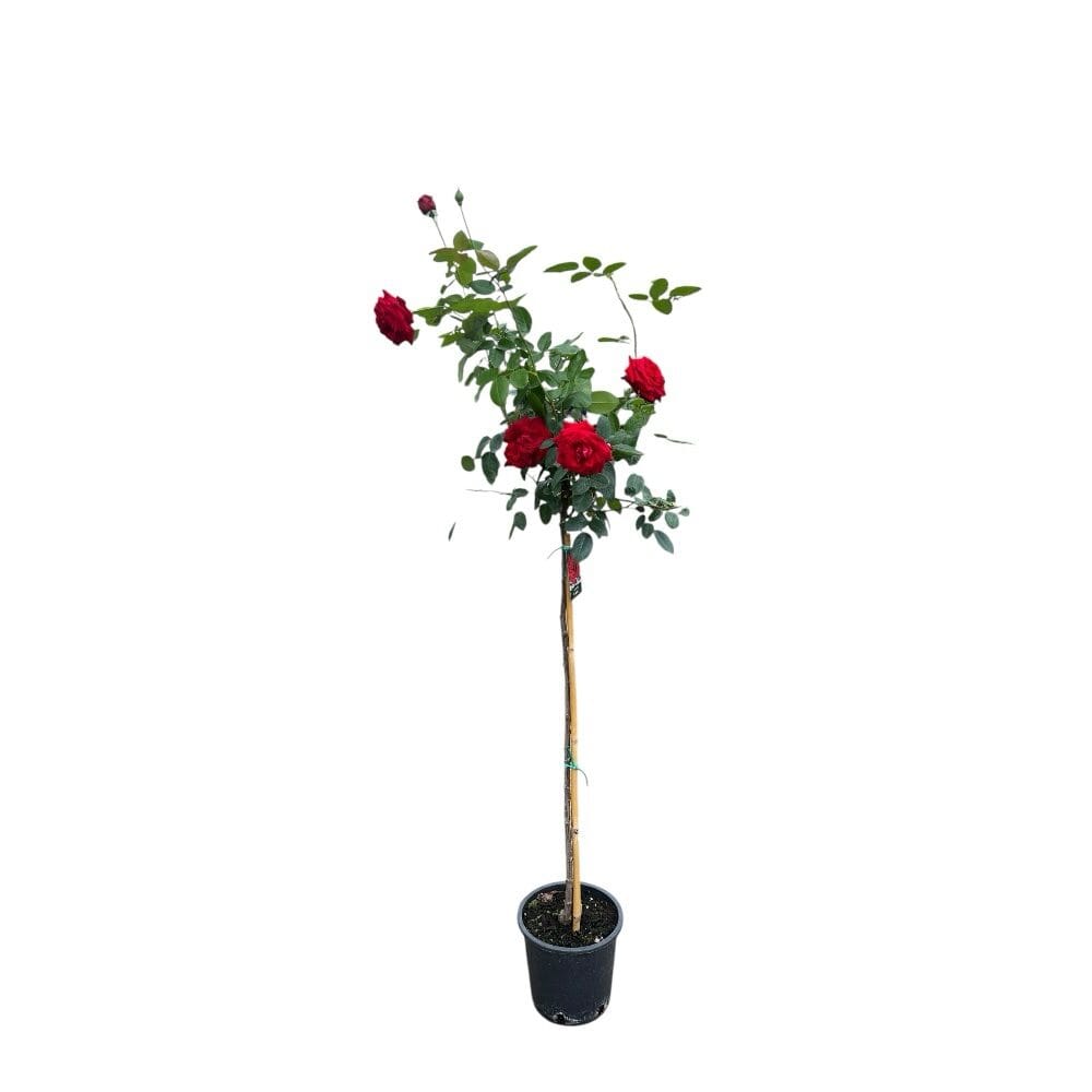 Magastörzsű rózsa (Rosa ‘Erica Pluhar’)