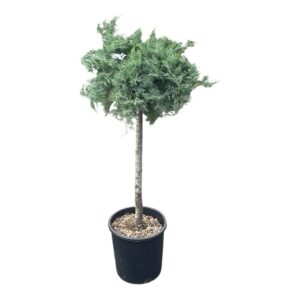 Törzses aranytarka boróka (juniperus × media ‘old gold’)