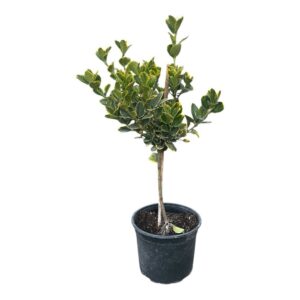 Sárgaszegélyű japán kecskerágó (Euonymus japonicus ‘aureomarginata’)