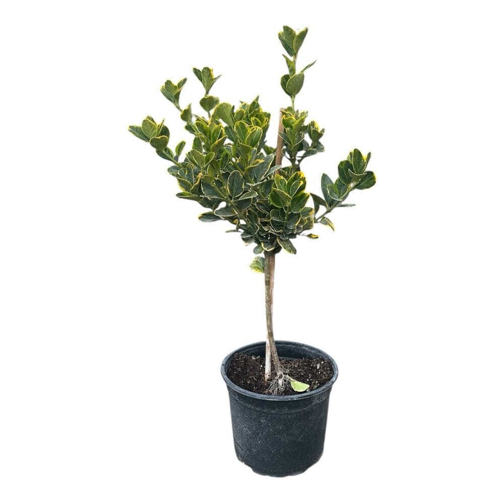 Sárgaszegélyű japán kecskerágó (Euonymus japonicus ‘aureomarginata’)
