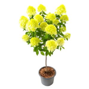 Bugás hortenzia (törzses) (Hydrangea paniculata ‘limelight’)