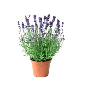 Keskenylevelű levendula (Lavandula angustifolia ‘Hidcote Blue’)