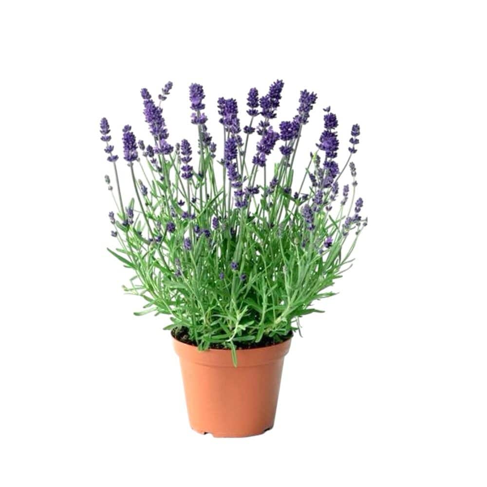 Keskenylevelű levendula (Lavandula angustifolia ‘Hidcote Blue’)
