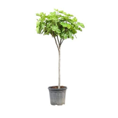 Közönséges fügefa (ficus carica sp.)