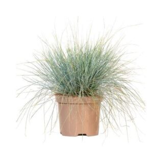 Kék csenkesz – FESTUCA GLAUCA ‘ELIJAH BLUE’