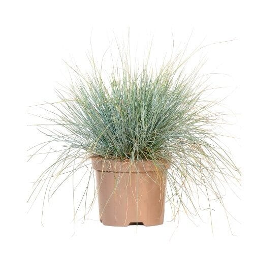 Kék csenkesz – FESTUCA GLAUCA ‘ELIJAH BLUE’