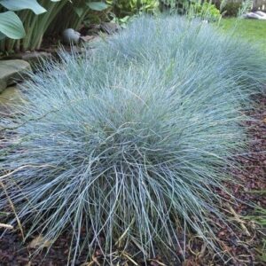 Kék csenkesz – FESTUCA GLAUCA ‘ELIJAH BLUE’
