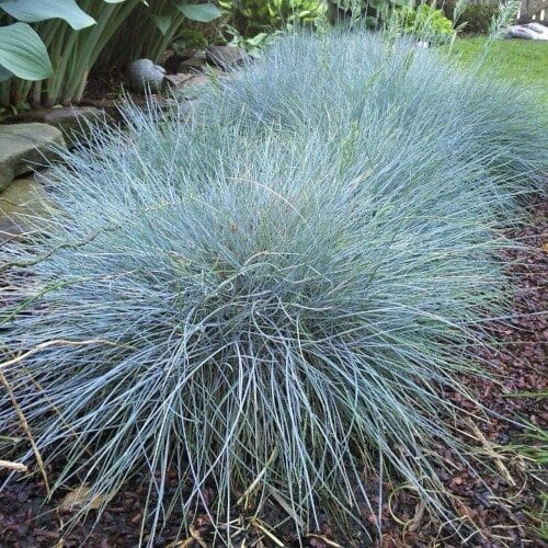 Kék csenkesz – FESTUCA GLAUCA ‘ELIJAH BLUE’