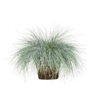Intenzív kék csenkesz – FESTUCA GLAUCA ‘INTENSE BLUE’