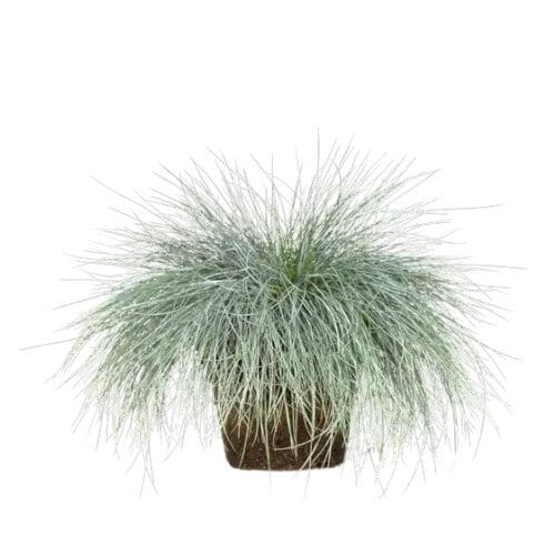 Intenzív kék csenkesz – FESTUCA GLAUCA ‘INTENSE BLUE’