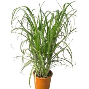 Tarka levelű kínai nád (Miscanthus sinensis ‘Cabaret’)