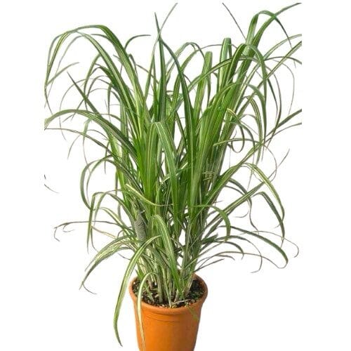 Tarka levelű kínai nád (Miscanthus sinensis ‘Cabaret’)