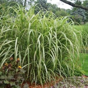 Tarka levelű kínai nád (Miscanthus sinensis ‘Cabaret’)