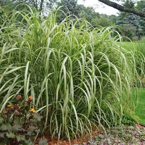 Tarka levelű kínai nád (Miscanthus sinensis ‘Cabaret’)