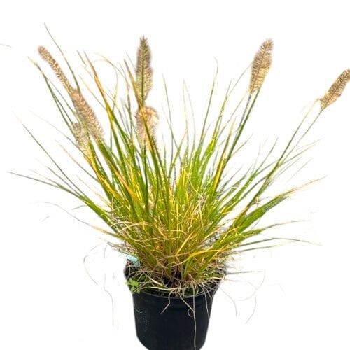Tollborzfű (Pennisetum alopecuroides)
