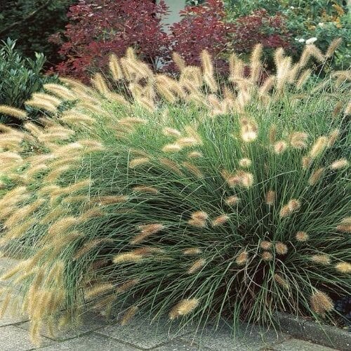 Tollborzfű (Pennisetum alopecuroides)