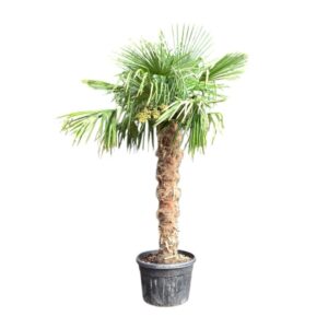 Törzses kínai kenderpálma (Chamaerops excelsa)