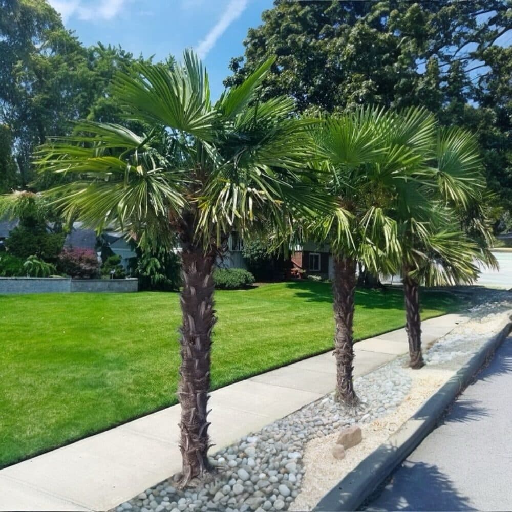 Törzses kínai kenderpálma (Chamaerops excelsa)
