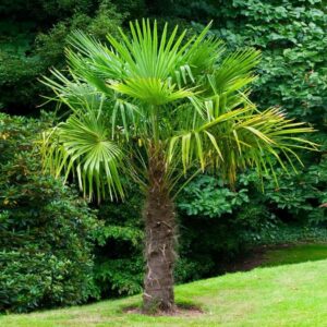 Törzses kínai kenderpálma (Chamaerops excelsa)