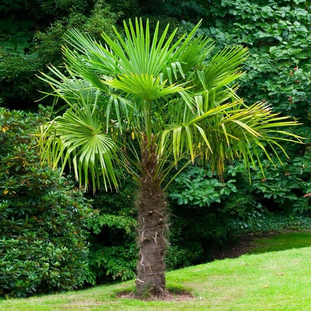 Törzses kínai kenderpálma (Chamaerops excelsa)