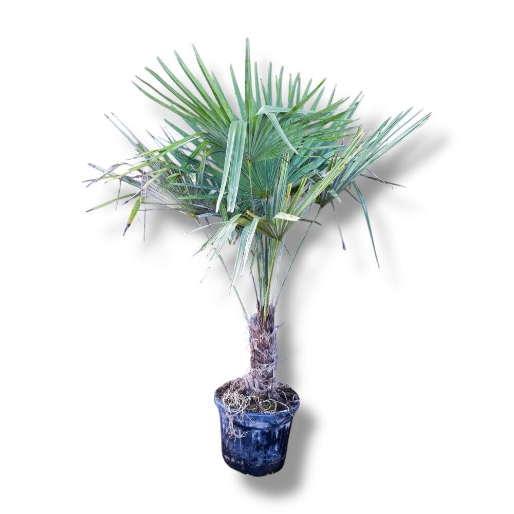 Kínai kenderpálma – TRACHYCARPUS FORTUNEI